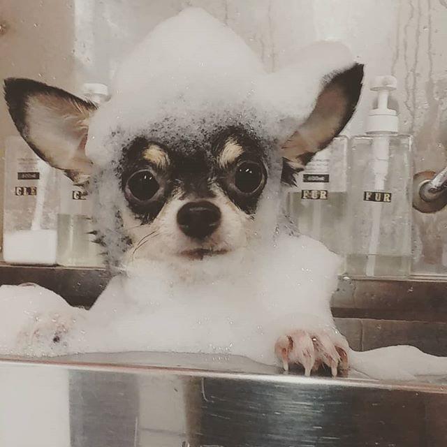 ワンちゃんとしっかり向き合った施術を行います