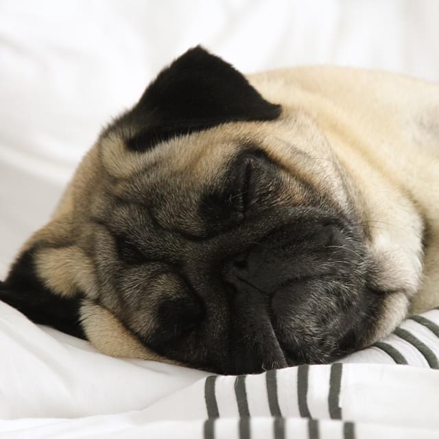 ホテルはワンちゃんにとって「特別な場所」ではなく、第2のおうち・第2のリビング