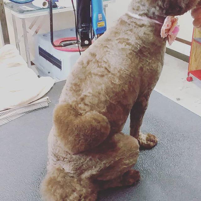 ワンちゃんの気持ちに寄り添いながらトリミングにあたっています